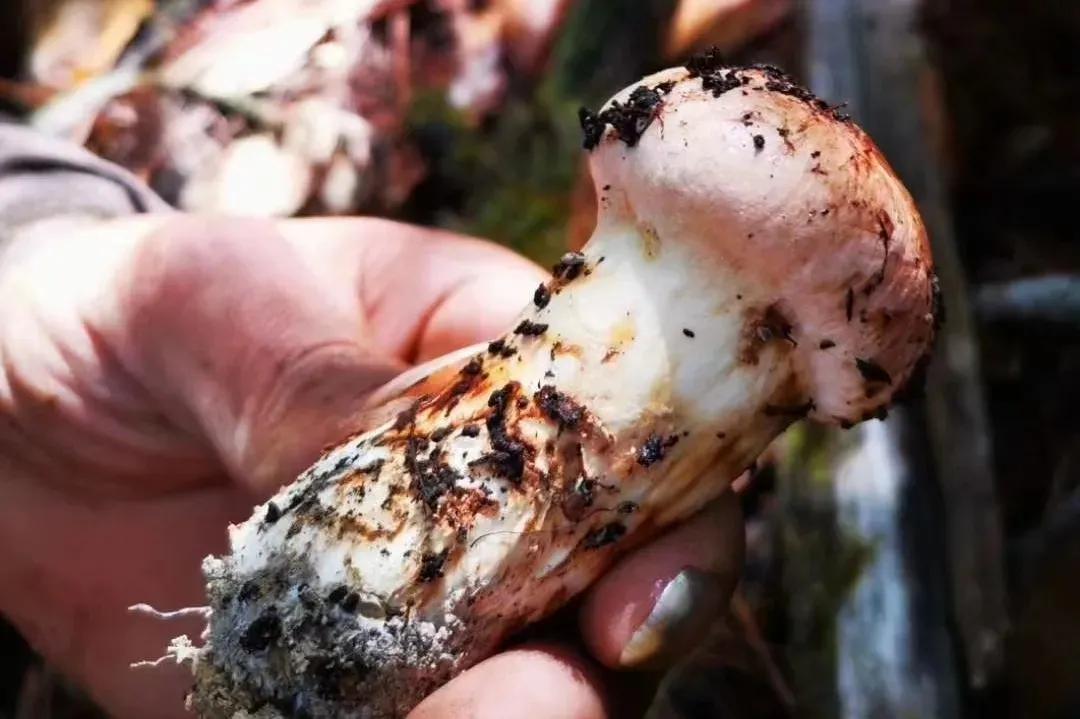 松茸美味不可抵挡,松茸独一无二