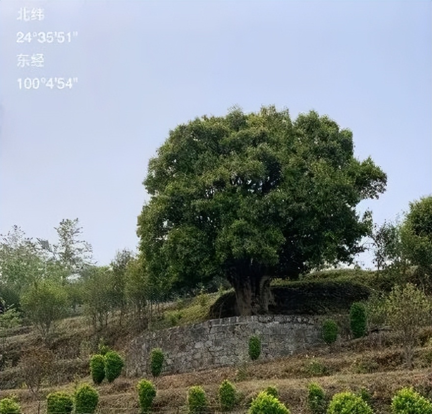 全世界哪一个国家的茶叶最多,世界哪一个国家的茶叶最多