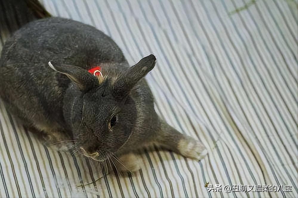 兔子便秘会自愈吗,兔子便秘了怎么快速通便