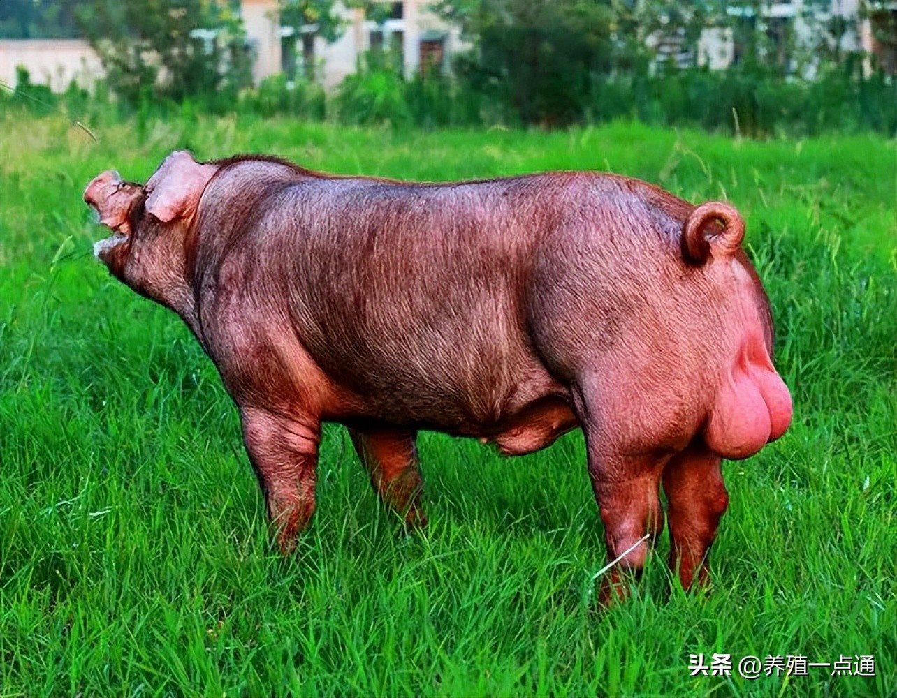 *猪种**、后备母猪、仔猪挑选有技巧，看体型、看精神、看吃喝