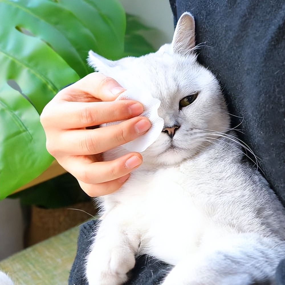 两个多月银渐层有泪痕正常吗,银渐层有耳螨泪痕严重怎么办