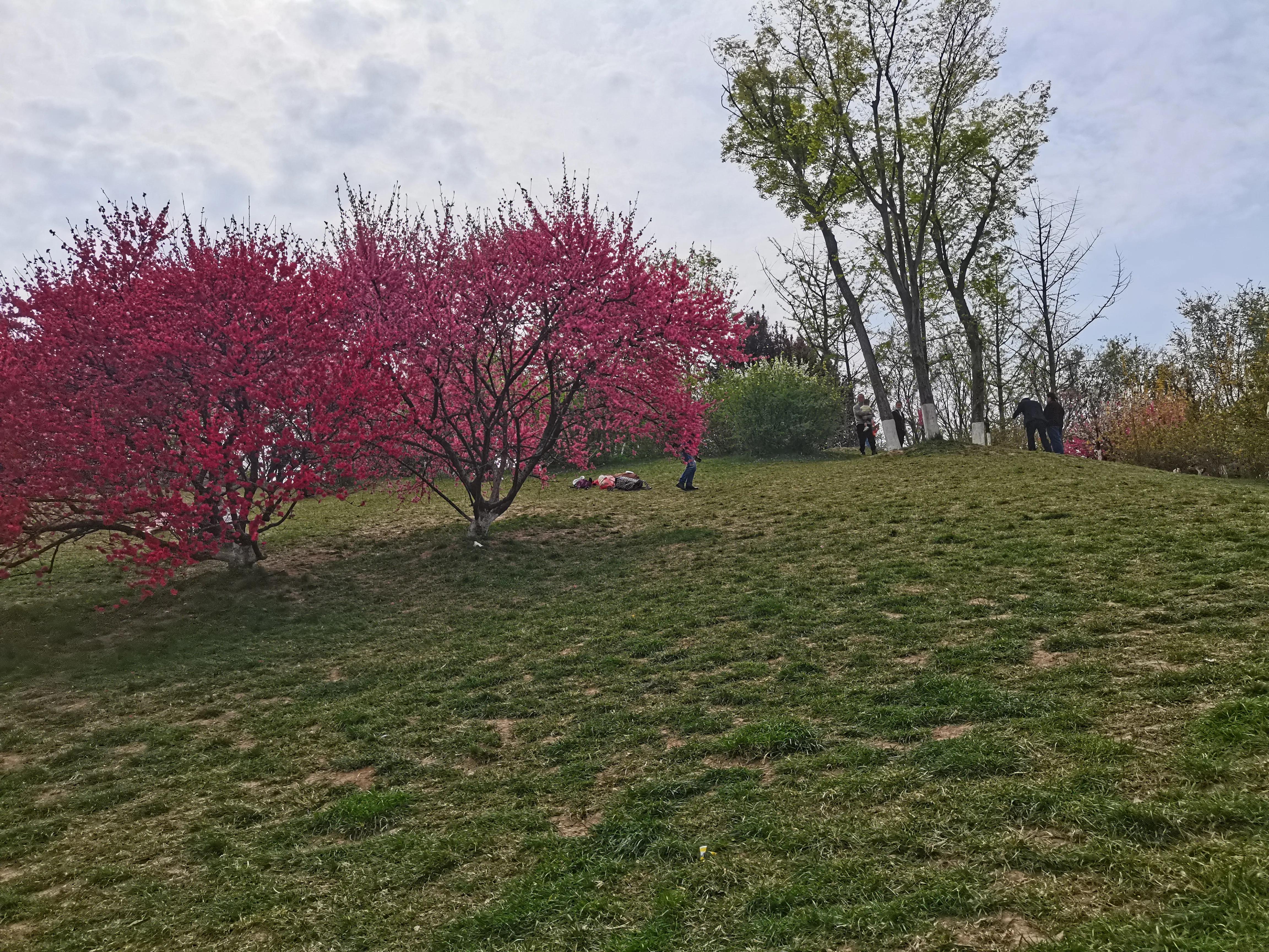 西安植物园春花怒放盛景,西安植物园海棠园