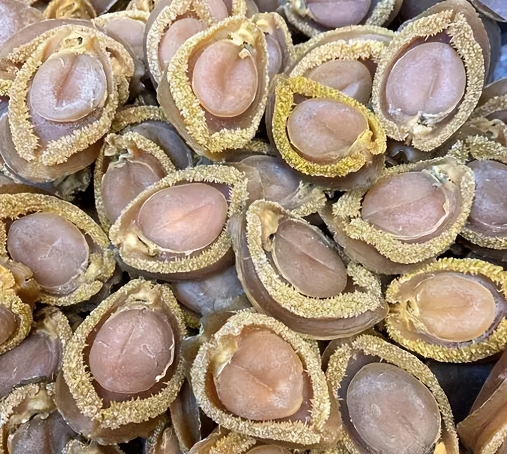 原来这才是收藏*党**的终极追求,干鲍鱼收藏你见过吗?