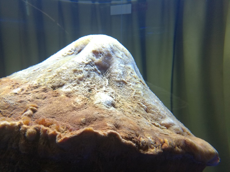 太岁到底是什么生物有多可怕,真正的野生太岁发现多少