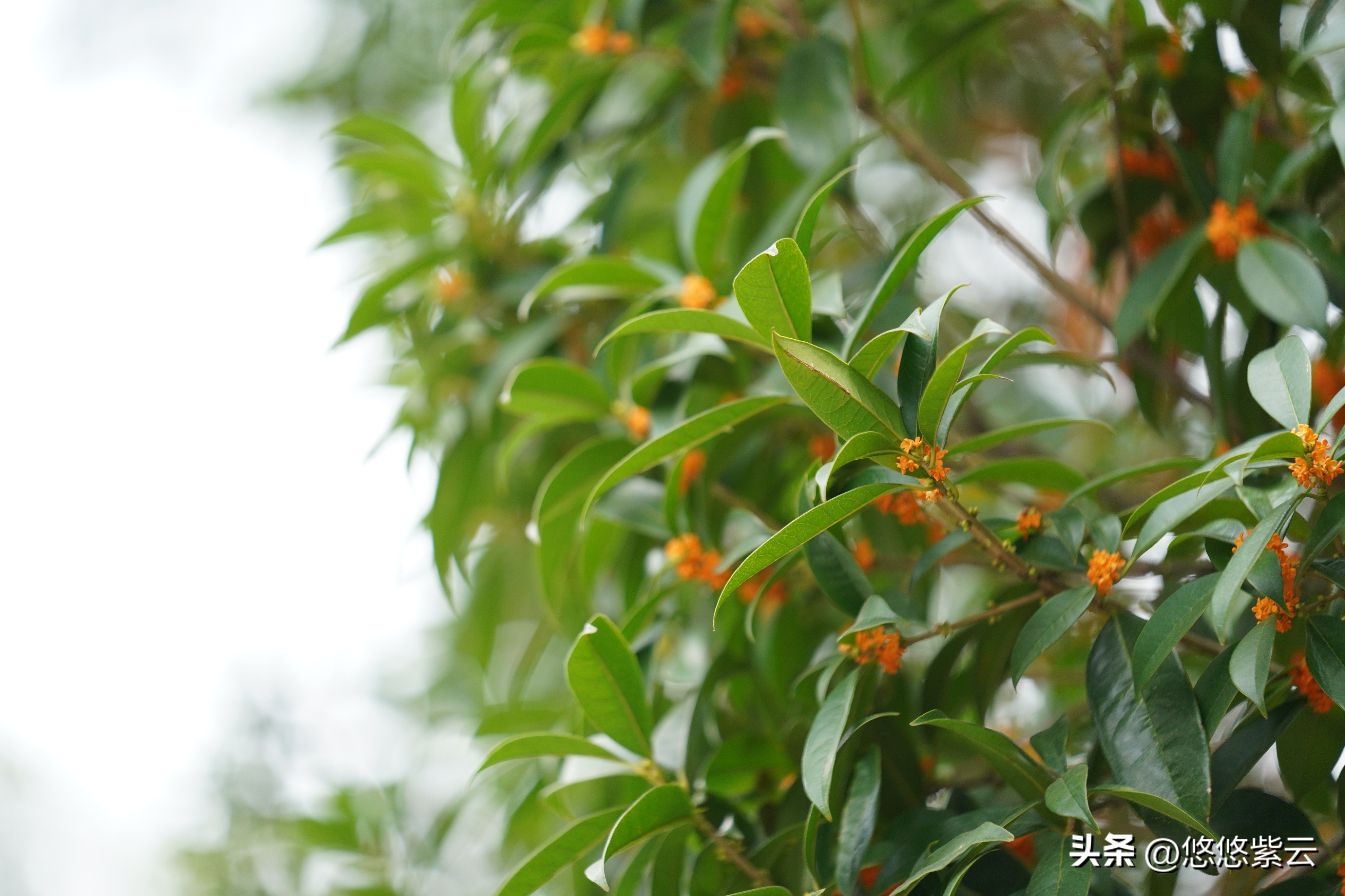 襄阳桂花,襄阳八月桂花遍地开