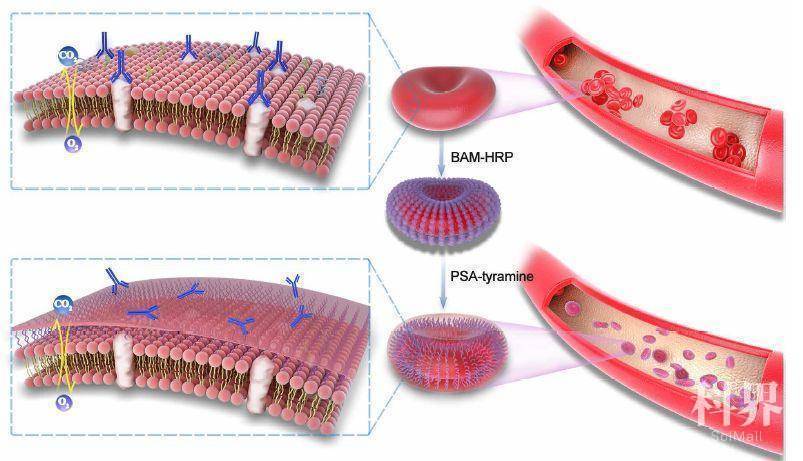 江苏发现2例罕见“黄金血型”,江苏现2例罕见黄金血型