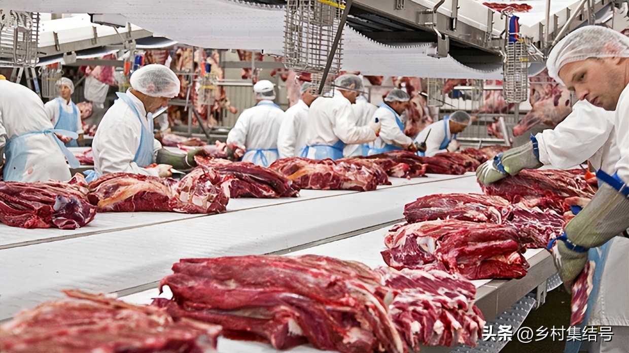 丹麦最先进的养猪企业,丹麦养猪成功经验