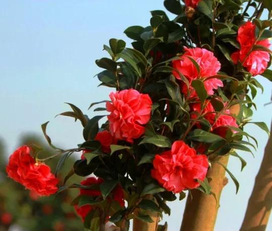 大海伦茶花是复色吗,大海伦山茶花品种介绍