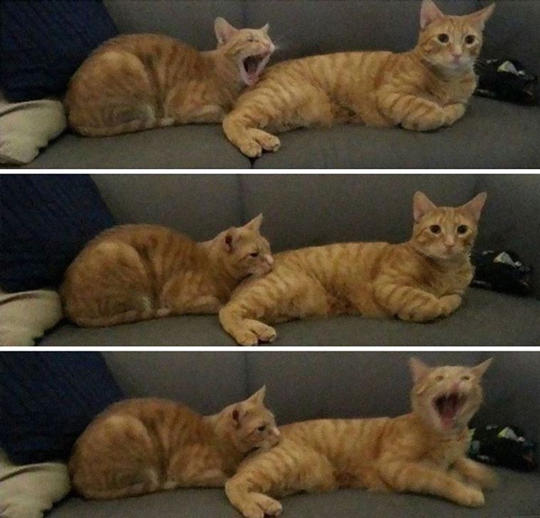 100个动物搞笑图,各种搞笑奇葩的动物图片你见过吗