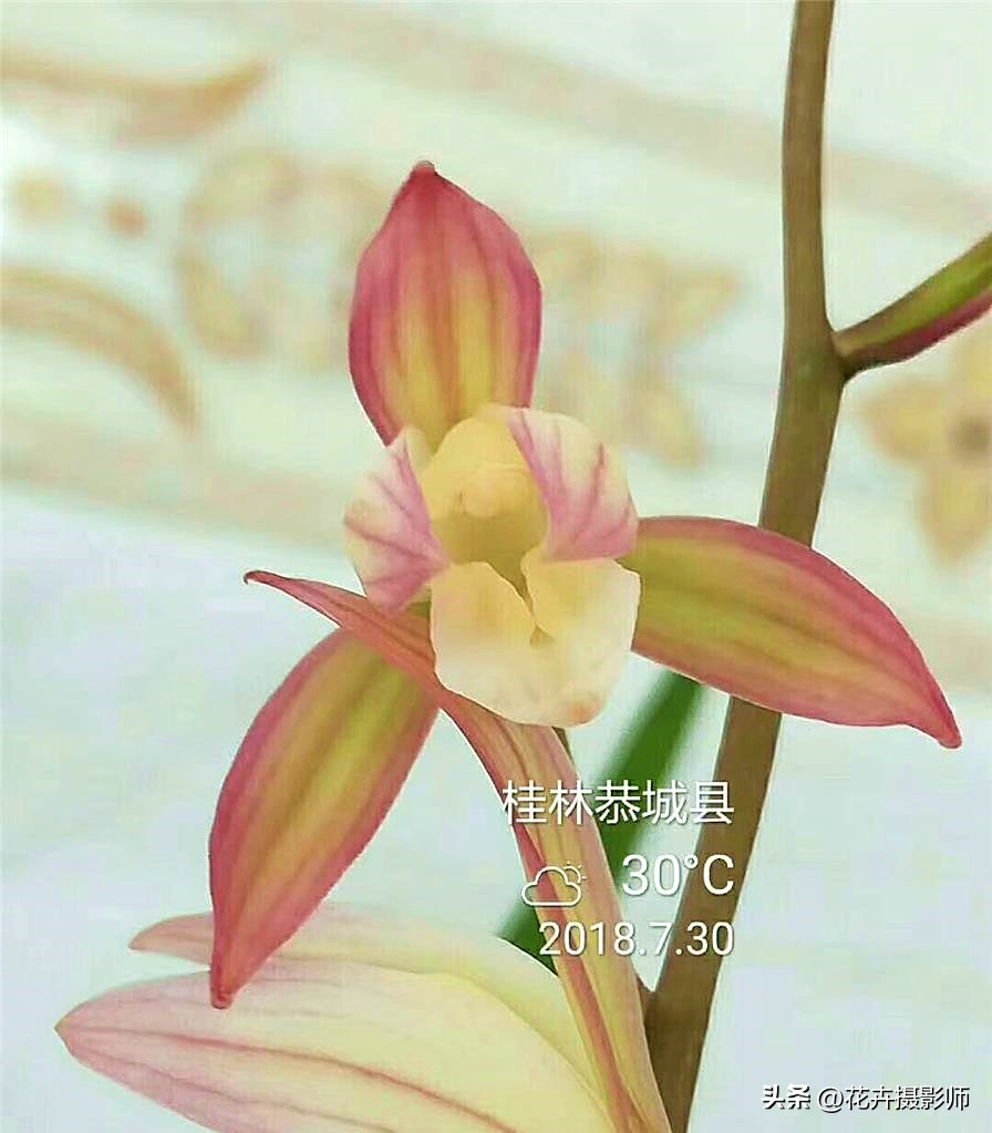 适合家里养的兰花名贵品种,适合家庭养的名贵兰花