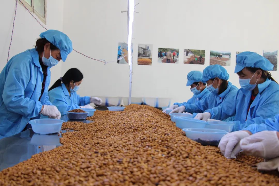 庆丰收·迎盛会|黄渚镇：小松子变身致富“金种子”