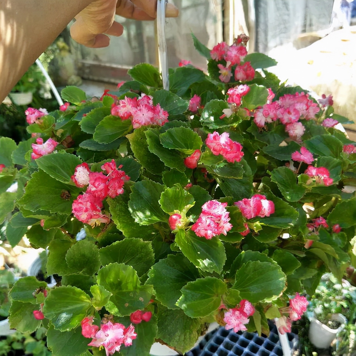 5种花清新淡雅好漂亮,5种花卉夏天不怕晒越晒开花越多