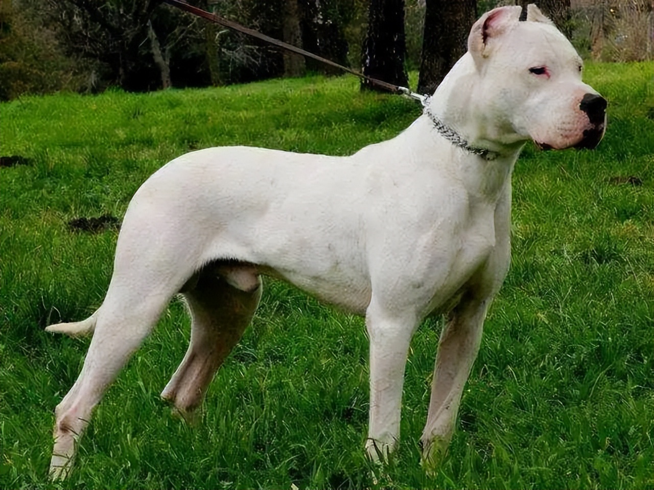 狗狗可以一直戴嘴套吗,狗狗晚上一直叫可以给它戴嘴套吗