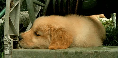 买金毛犬，要牢记这5点，轻松辨别“假金毛”，以后别买错