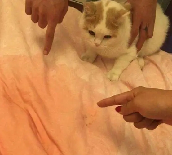 如何解决猫在被子上尿尿的问题,猫在被子上尿
