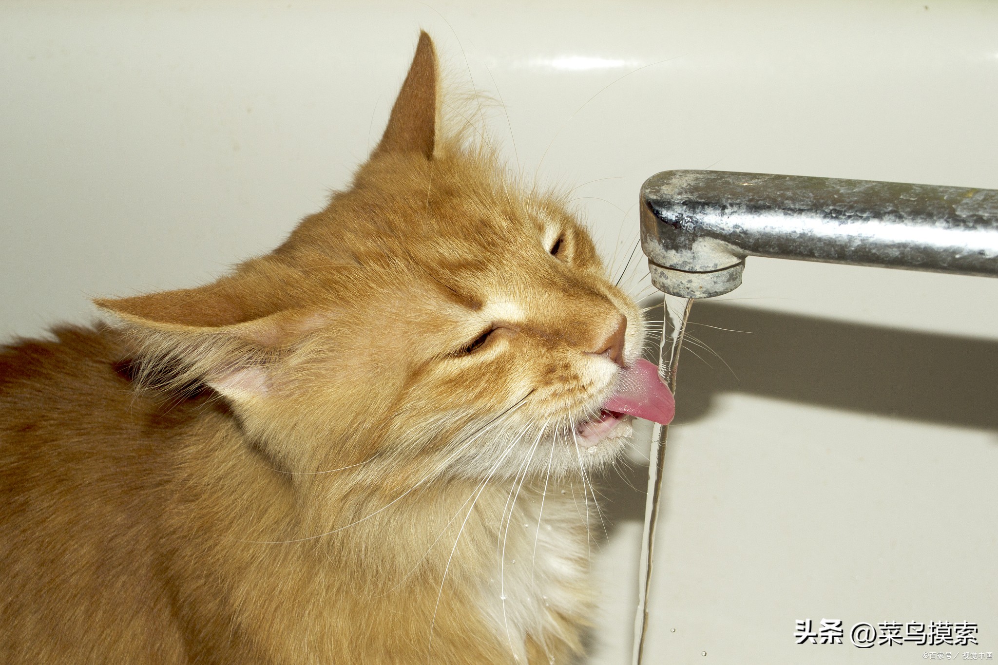解决猫咪呕吐最快方法,猫咪干呕吐出黄色液体
