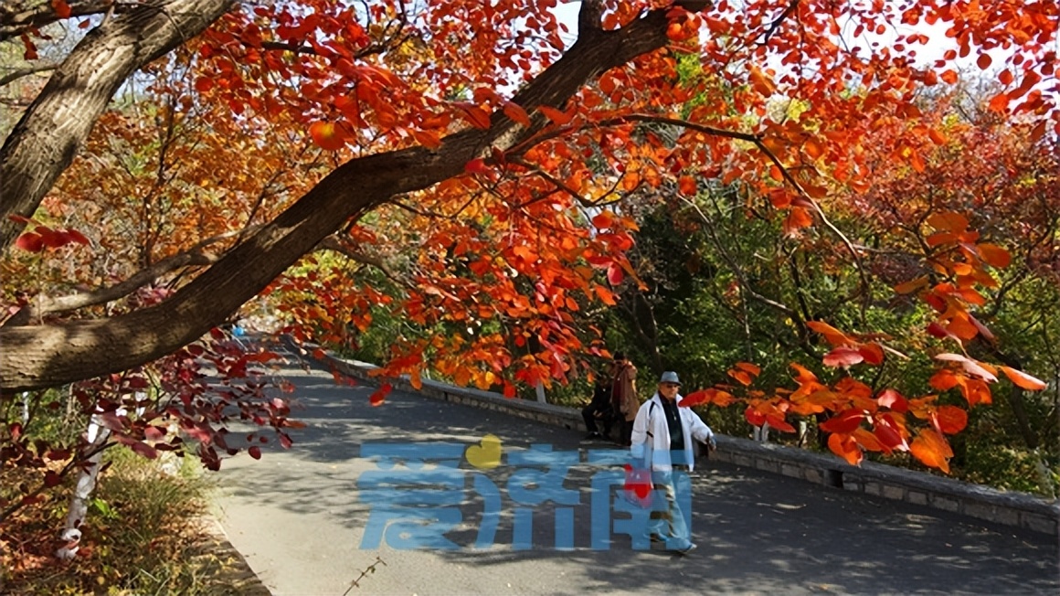 趵突泉景区最新消息,千佛山大明湖趵突泉哪个最值得去
