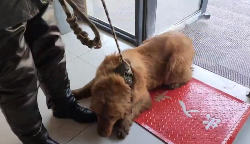 黑龙江狗狗被弃养,金毛被多次抛弃后跑回家