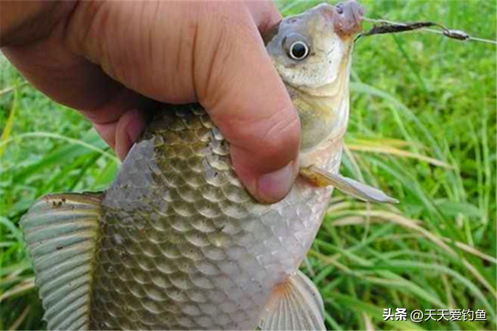 春季野钓鲫鱼提高鱼获的几大技巧,秋季野钓大鲫鱼最佳方法