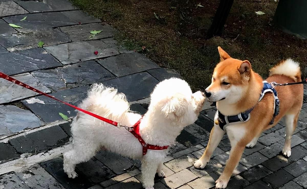 原来狗交配后会流血?这是正常的吗?