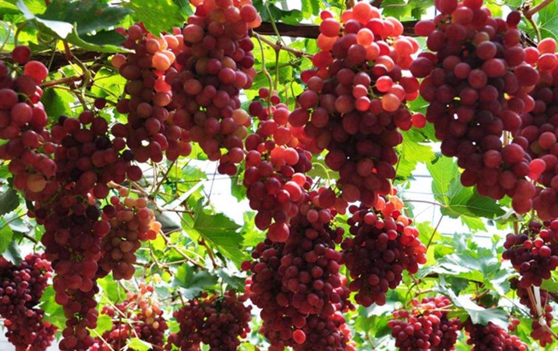 葡萄日灼病打什么药,葡萄日灼病的最佳治疗方法