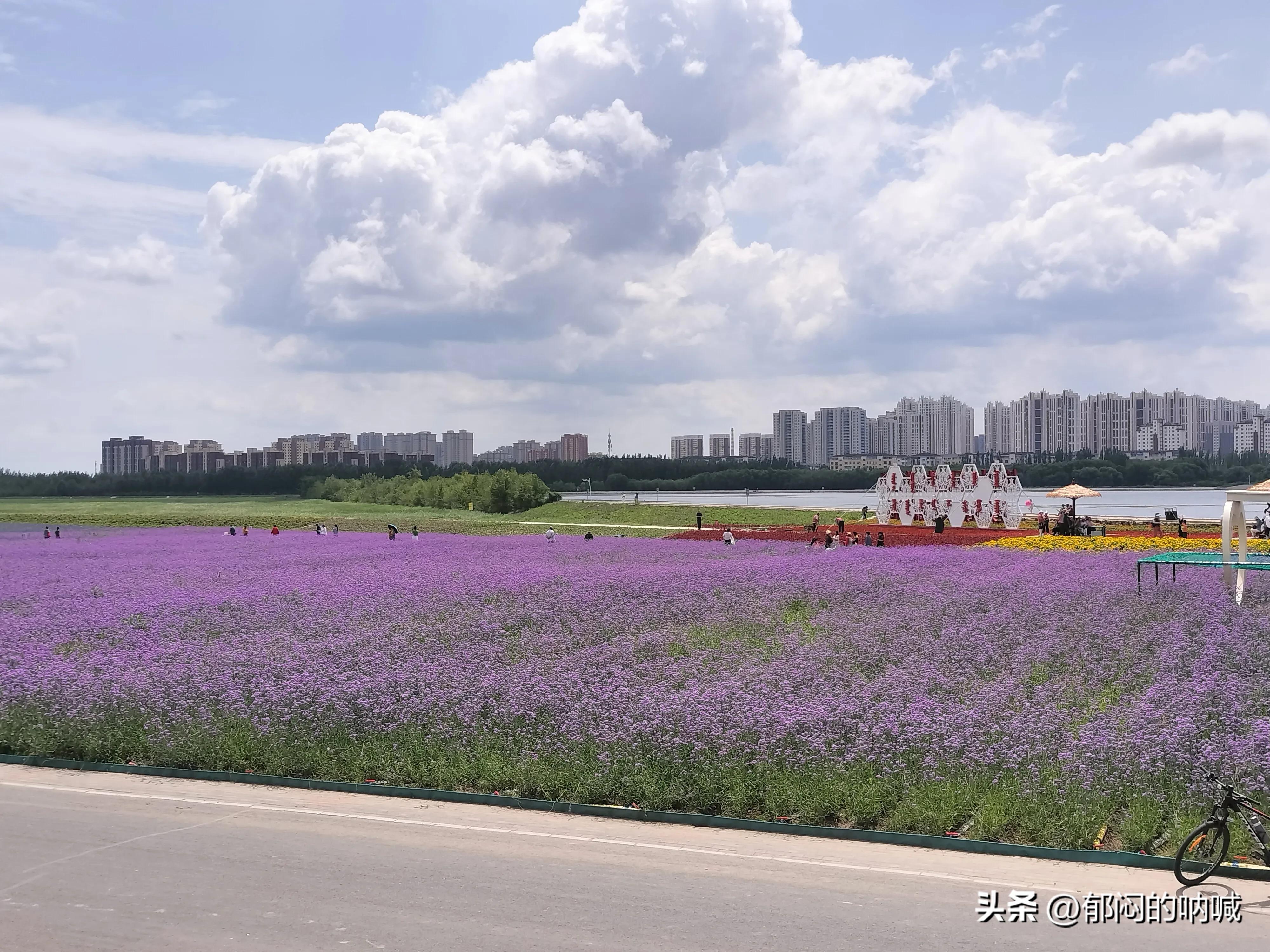 通辽薰衣草庄园门票,通辽薰衣草庄园四月