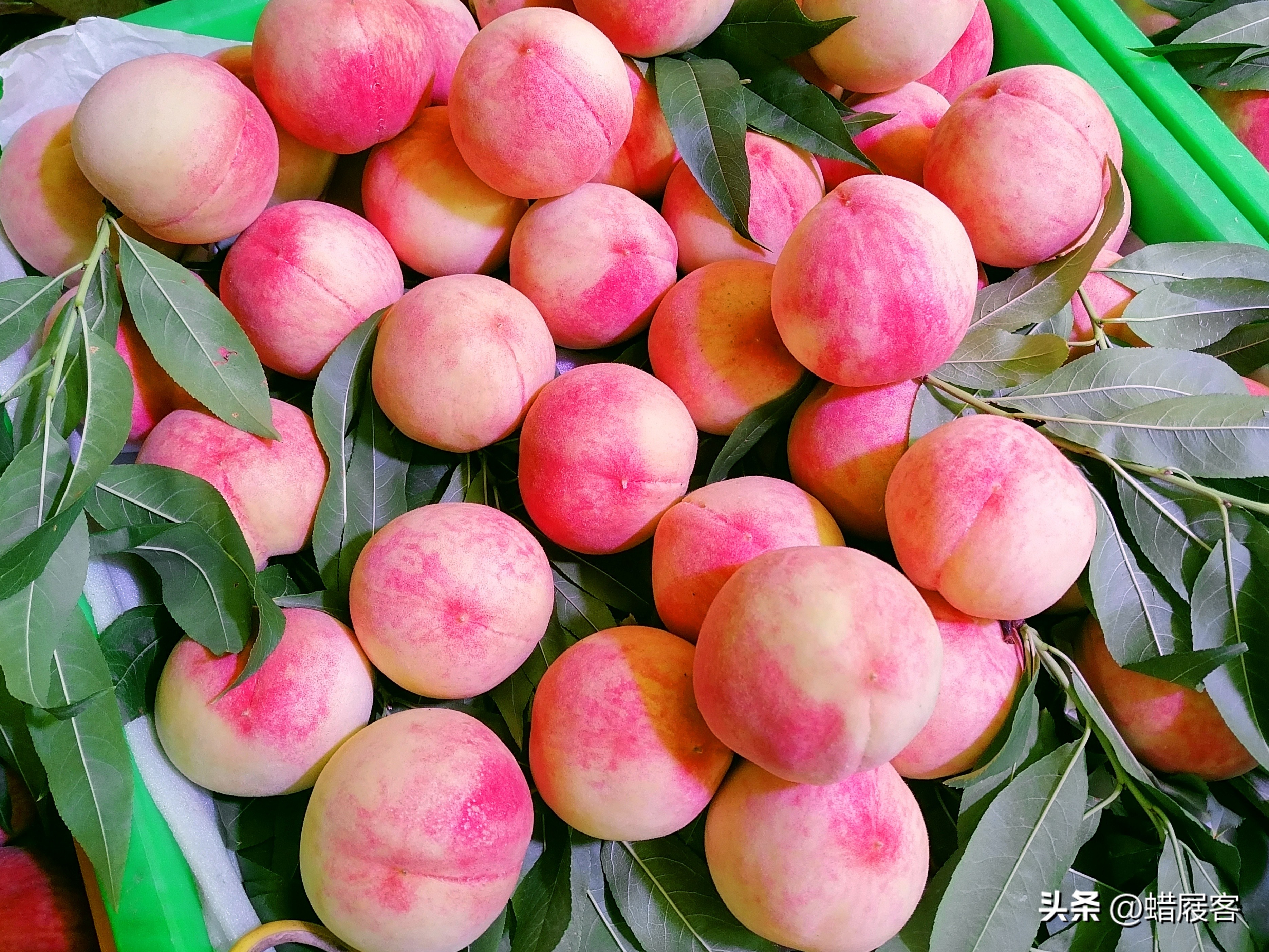 龙泉驿27号水蜜桃今年价格,四川龙泉白凤水蜜桃何时上市