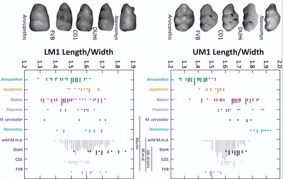 基于小鼠磨牙进化演变，研究其发育变异性通道的进化过程