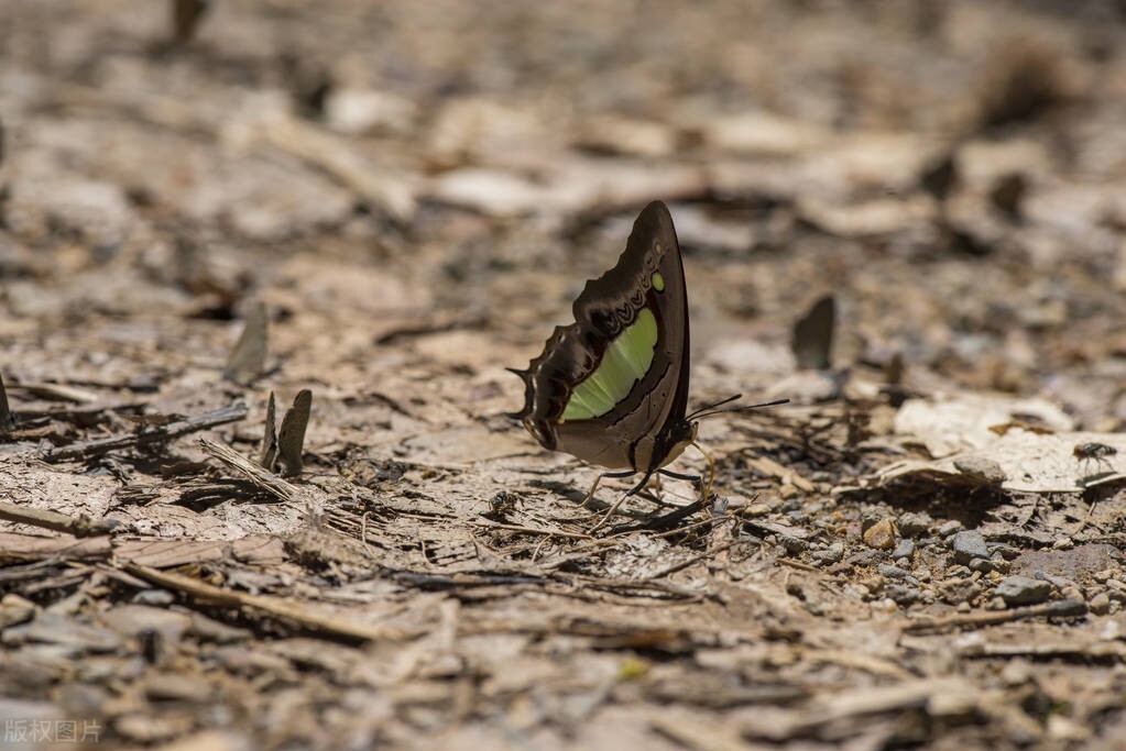 中医冯世纶经方治疗肾病综合征,李可老中医治肾病综合征