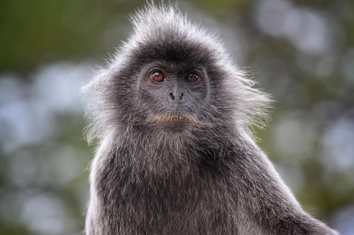 婆罗洲神秘杂交猴,婆罗洲惊现杂交神秘猴