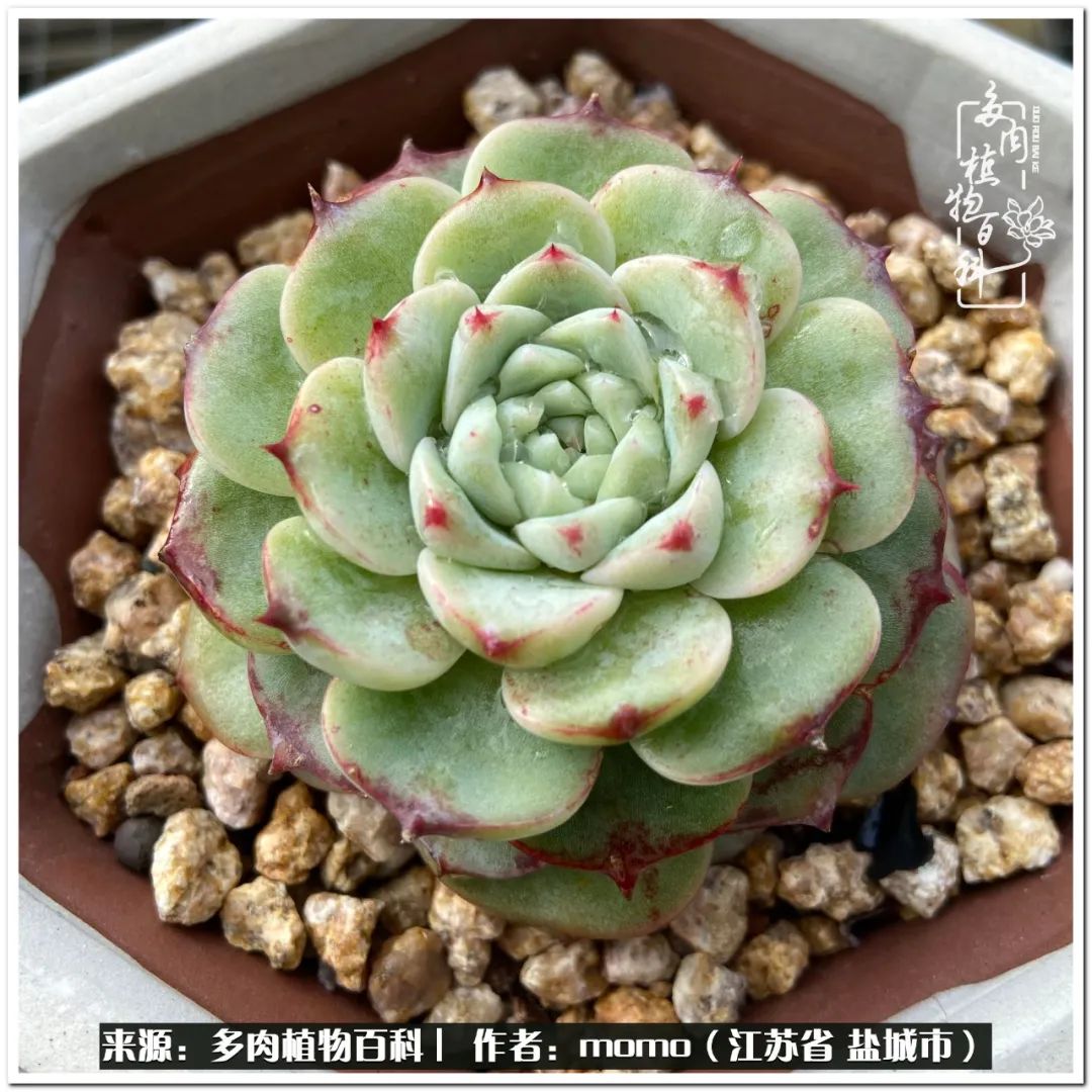 露养一个月的多肉图片,露养多肉春天外面过夜么