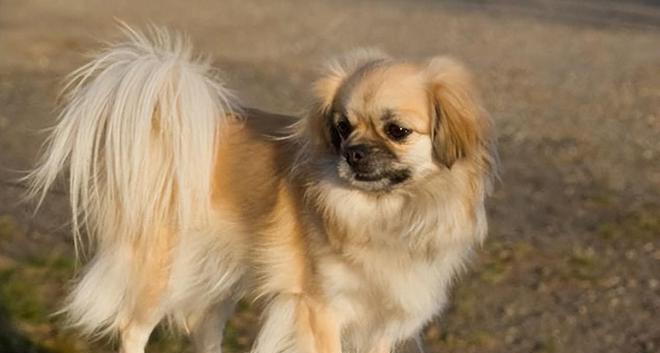 《失犬*藏西**老兵与神秘圣僧的相遇》