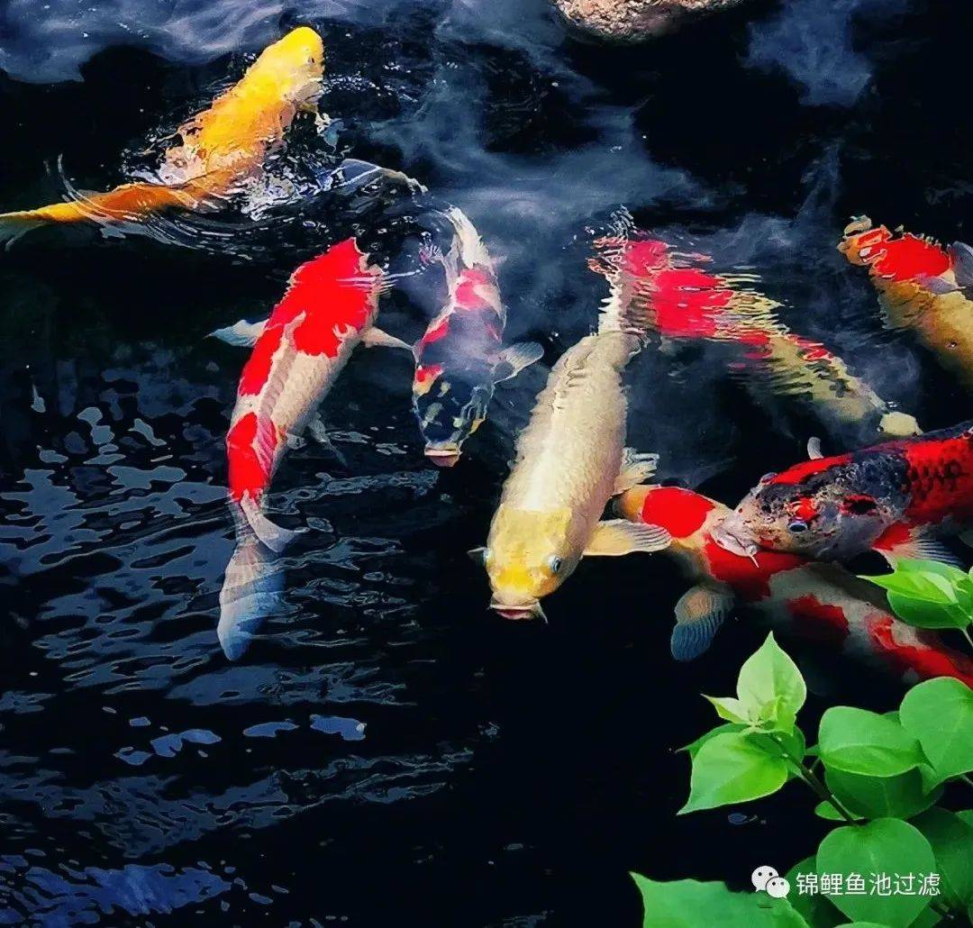 锦鲤鱼池过滤系统制作方法视频,锦鲤鱼池过滤高清详细设计图纸