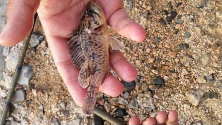 哪里有网箱养殖许氏平鲉,许氏平鲉养殖