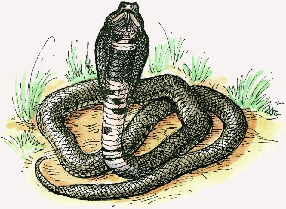 雄性眼镜王蛇捕杀雌性王蛇视频,眼镜王蛇繁衍过程