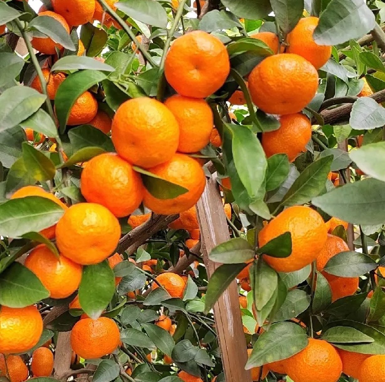 春节期间最热门的生意,春节前最赚钱的生意有哪些