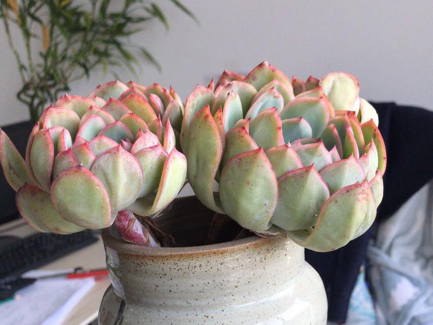 多肉晨露和橙梦露的区别,晨露的多肉名字