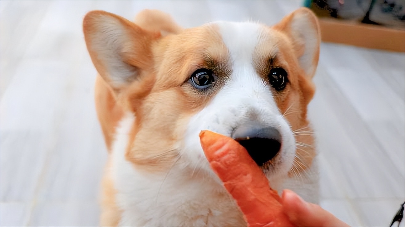 狗狗最爱吃的几种食物是什么,2个月的狗狗补充什么营养食物