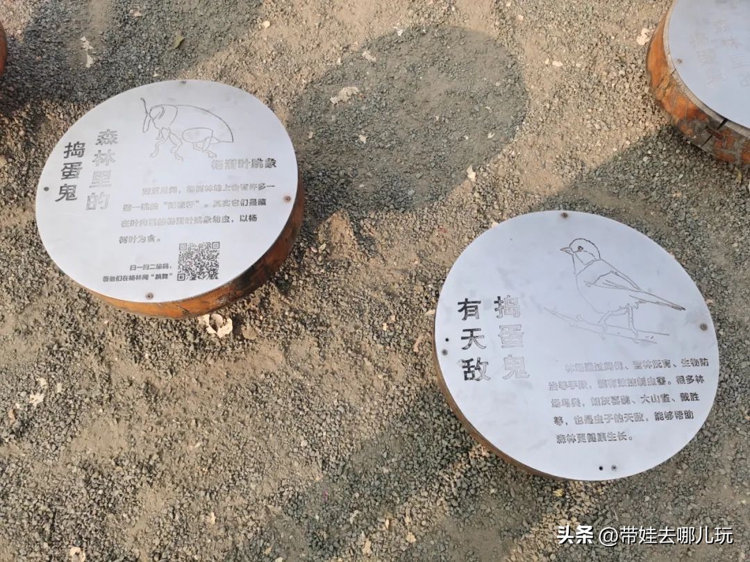 在森林公园里玩耍,中国可以骑行的森林公园