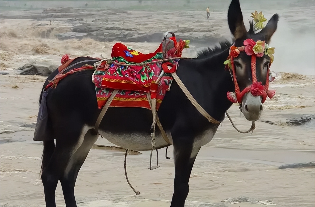 母驴与邻居家公驴配种，之后却意外死亡，农户气不过将其告上法庭