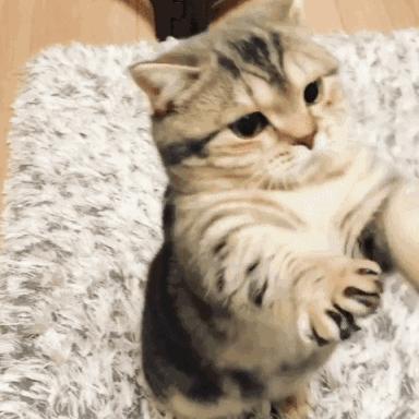 为什么中华田园猫很受人喜爱,养中华田园猫费钱吗