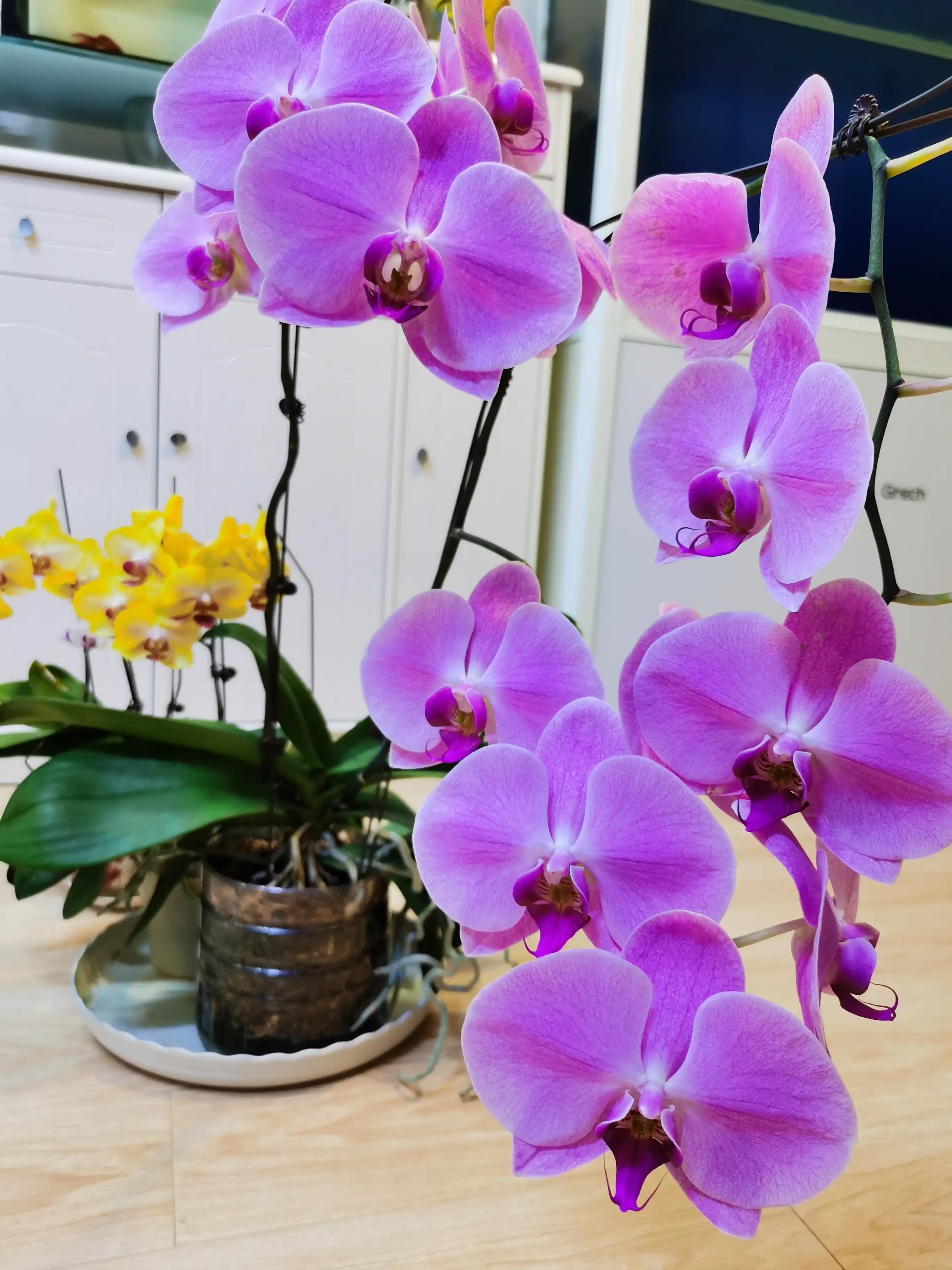 粉黛佳人水仙,紫水仙图片大全