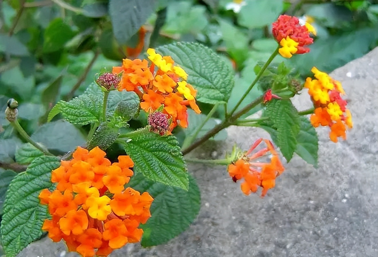 植物识别小口诀，总结的太全了！