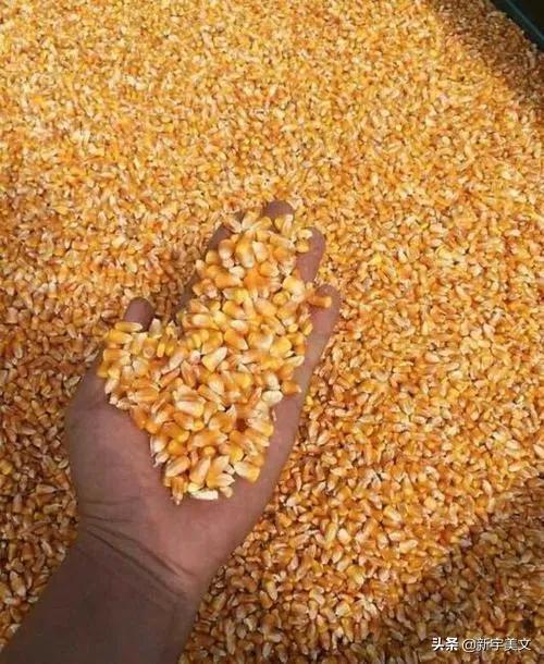 中国最优质的玉米,优质粮食玉米
