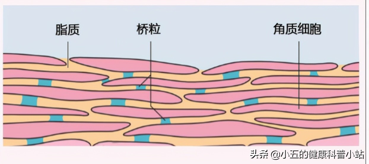 老年皮肤干燥引起的瘙痒怎么内调,老年皮肤瘙痒掉皮怎么治疗