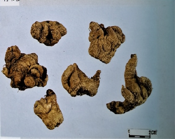 三七和金不换是一样的吗,金不换和三七是同一种中药吗