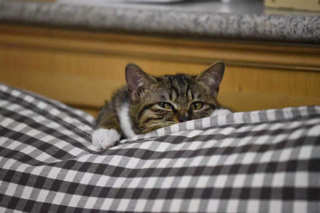 雪纳瑞和猫相处,雪纳瑞能和狸花猫一起养吗