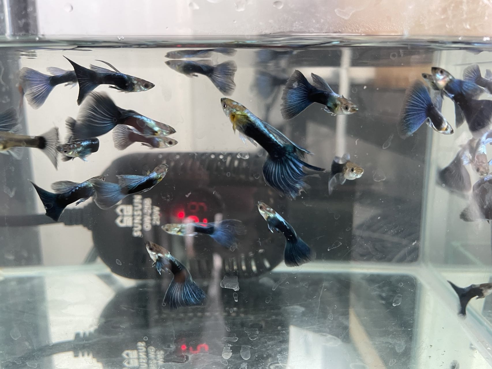 孔雀鱼白嘴是怎么回事,孔雀鱼的鱼病防治