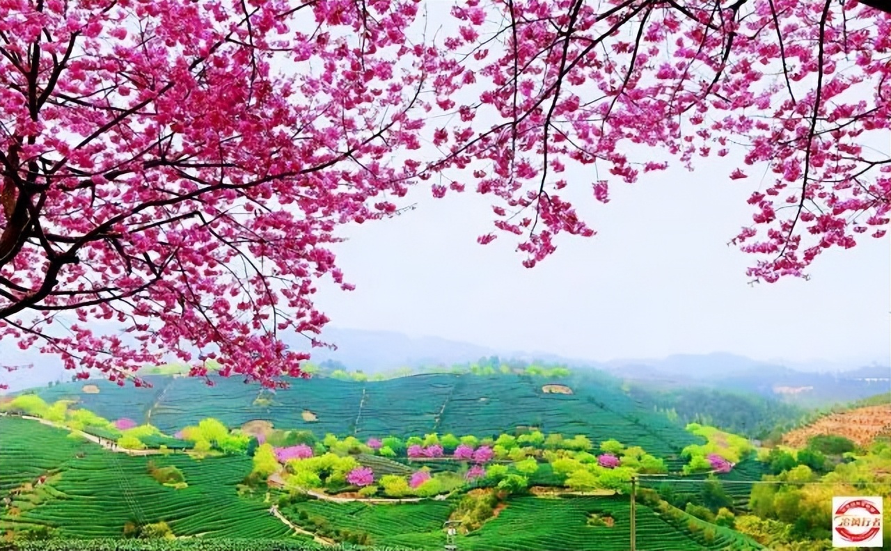 2023年2月11-19追风行者自驾永定土楼-鼓浪屿-九曲溪9日游招募中