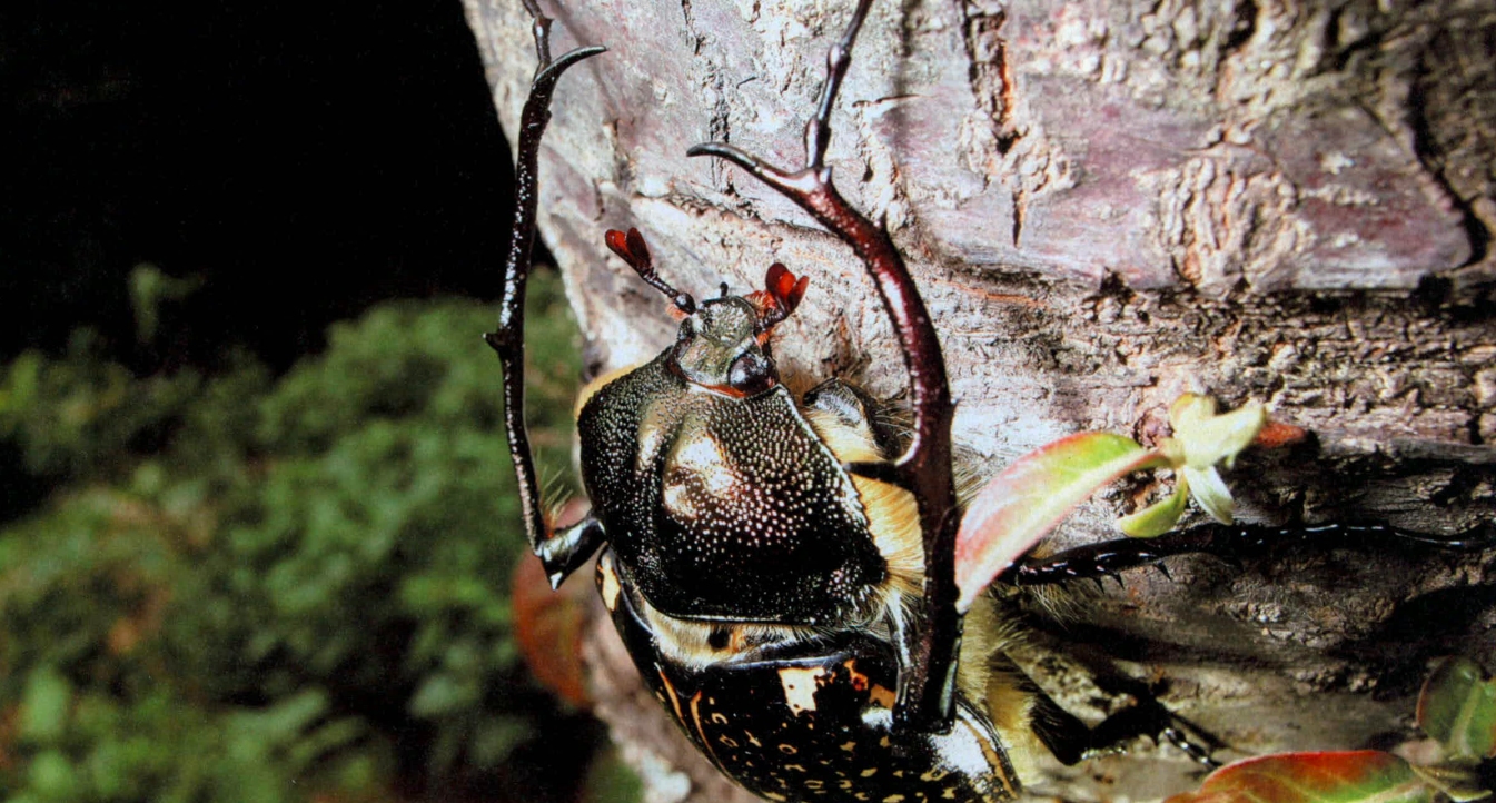 阳彩臂金龟为什么会灭绝,阳彩臂金龟真的灭绝了吗